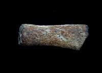 藏品(鹿角)的圖片